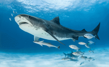 拯救我们的海地人，拯救海洋和鲨鱼保护，保护他们的安全和海地人